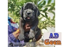 used Adorable Lab Puppy Available 999948262 for sale 